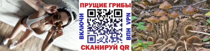 Купить закладки  Волхов  Галлюциногенные грибы прущие грибы 